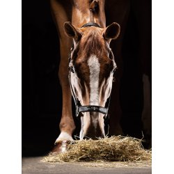 Equiline grime Timmy