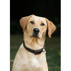 Dubarry Axel Hundehalsb�nd - Mahogany