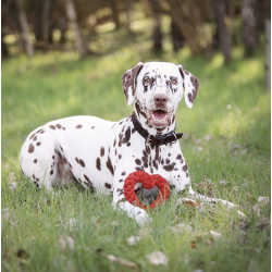 Hansbo Sport Hundelegetj i Reb  Hjerte