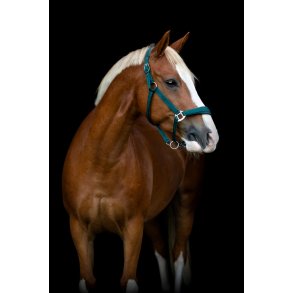 HorseGuard Diya grime 2.0, Ponderosa Pine