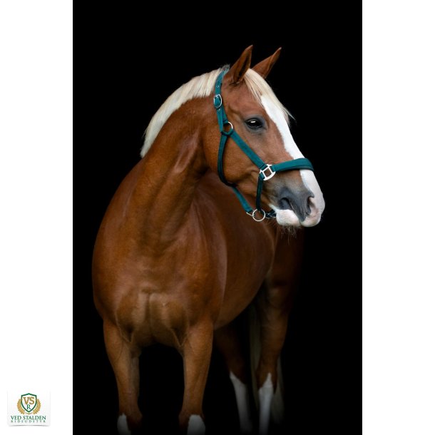 HorseGuard Diya grime 2.0, Ponderosa Pine