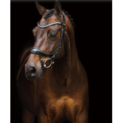 Schockemhle Equitus Beta trense