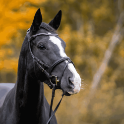 HS Dynamic RS Eggbutt 3-delt 14mm Sensogan